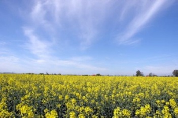 blühendes Rapsfeld nahe Pietrowice Wielkie