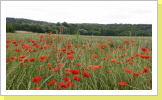 Coquelicots bordant les champs à l'entrée du quartier du Village - Mohnblumen am Feldrand zu Beginn des Viertels « Village (Dorf) »